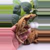 plant/Blake-0-thumbnail