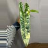 plant/Variegated Billie-0-thumbnail