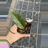 plant/0293 sp. aceh Gumpang AA001-0-thumbnail