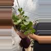 plant/trailing jade-0-thumbnail