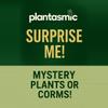plant/Surprise Me!-0-thumbnail