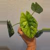 plant/alocasia sinuata variegated corm-0-thumbnail