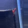plant/10 pack fire red cherry shrimp-0-thumbnail