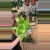 plant/4” Neon Queen Pothos (lovers choice)-0-thumbnail