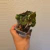 plant/syngonium strawberry ice #5-0-thumbnail