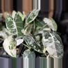 plant/alocasia Frydek variegated-0-thumbnail