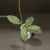 plant/1675 Hoya GEH2302-17 ('Swiffer's Dream' x 'Chicken Farm')-0-thumbnail