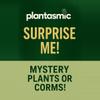 plant/Surprise Me!-0-thumbnail