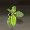 plant/1676 Hoya GEH2302-17 ('Swiffer's Dream' x 'Chicken Farm')-0-thumbnail