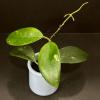 plant/1917 Hoya GEH2403-4 (RHM2201 x 'Chicken Farm')-0-thumbnail
