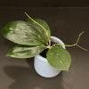 plant/1678 Hoya GEH2302-24 ('Swiffer's Dream' x 'Chicken Farm')-0-thumbnail
