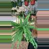 plant/4” Button Fern (lovers choice)-0-thumbnail