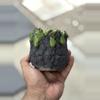 plant/Slime 3.75x3.5H-0-thumbnail