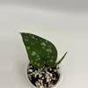 plant/93 Scindapsus Apolaki-0-thumbnail