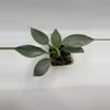 plant/89 Philodendron Silver Sword-0-thumbnail