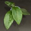 plant/1706 Hoya GEH2403-3 (RHM2201 x 'Chicken Farm')-0-thumbnail