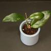 plant/1952 Hoya GEH2408-9 (Silver Dollar x Nap03)-0-thumbnail