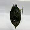 plant/355 Alocasia Green Unicorn-0-thumbnail