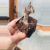 plant/Crested Euphorbia Decaryii Rooted Cutting-1-thumbnail
