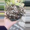 plant/Crested Euphorbia Decaryii Rooted Cutting-2-thumbnail