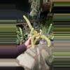 plant/Golden Rat Tail 4.5”-0-thumbnail
