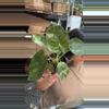 plant/Alocasia Wentii Aurea-0-thumbnail
