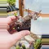 plant/Crested Euphorbia Decaryii Rooted Cutting-0-thumbnail