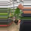 plant/Alocasia Zabrina 6 inch-0-thumbnail