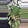 plant/Xxl Epi jungle mint-0-thumbnail