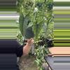 plant/Alocasia dragons breath-0-thumbnail
