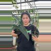 plant/Large leaf Alocasia tegrina-0-thumbnail