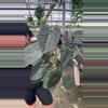 plant/alocasia golden bone XL-0-thumbnail