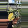 plant/Alocasia Black velvet GOLD 💛-0-thumbnail