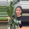 plant/Melano #2-0-thumbnail