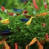 plant/CHEAP MIXED COLORS CULL STARTER Neo/Cherry Shrimp x 12-0-thumbnail