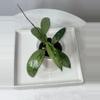 plant/Hoya verticillata PMP 171 - 3 inch pot-1-thumbnail