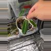 plant/C045 Philodendron Green Congo+Anthurium Warocqueanum Bundle-5-thumbnail