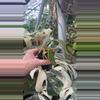 plant/PS-5327 Begonia amphioxus-0-thumbnail