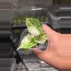 plant/C015 Alocasia Dragon Scale Mint Variegated-1-thumbnail