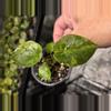 plant/C028 Alocasia Wentii Aurea-2-thumbnail