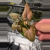 plant/C046 Syngonium Tricolor+Alocasia Longiloba reverted Bundle-0-thumbnail