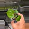 plant/A13 Anthurium Crystallinum Starter plant 2pcs-3-thumbnail