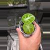 plant/C040 Philodendron Green Congo+Alocasia Black Velvet Ninja reverted Bundle-5-thumbnail