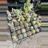 plant/Surprise Cactus 2”-0-thumbnail