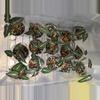 plant/C033 Philodendron Burlemarx Variegated-4-thumbnail