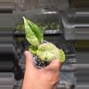 plant/C015 Alocasia Dragon Scale Mint Variegated-2-thumbnail