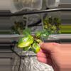 plant/C035 Philodendron Burlemarx Variegated+Philodendron Green Congo Variegated Bundle-0-thumbnail