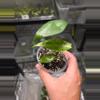 plant/C039 Philodendron Green Congo+Alocasia Longiloba reverted Bundle-4-thumbnail