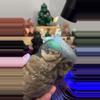 plant/Volcano Owl-0-thumbnail