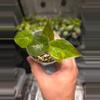 plant/C028 Alocasia Wentii Aurea-1-thumbnail